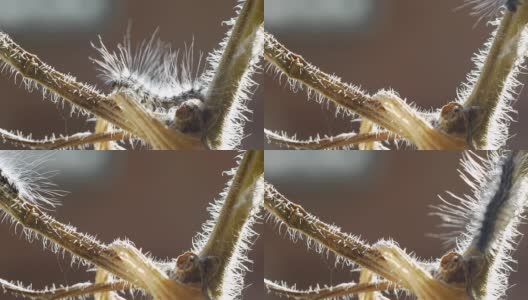 在茎上爬行的毛毛虫。高清在线视频素材下载