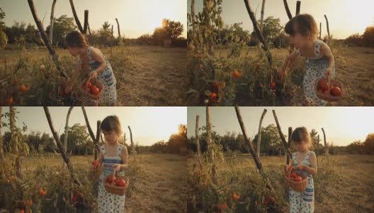 POV，用户生成内容。一个小女孩学习如何摘西红柿。真实的人，乡村场景，。镜头光晕，特殊角度，GoPro。高清在线视频素材下载
