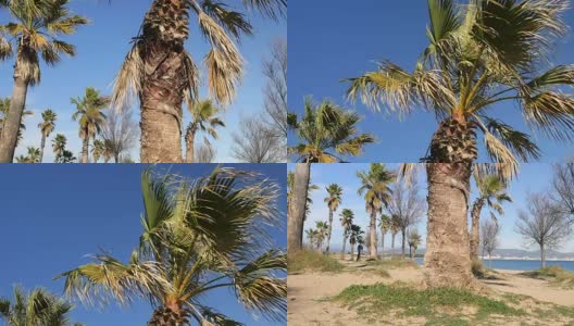 一大群棕榈树高清在线视频素材下载