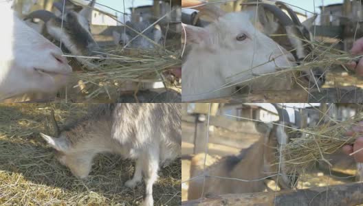 Two videos of feeding goats family in 4K高清在线视频素材下载