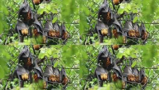 蝙蝠 - 动物高清在线视频素材下载