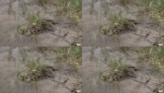 一只黑色的小蜻蜓在泥地上飞高清在线视频素材下载