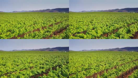北加州酿酒厂种植的葡萄高清在线视频素材下载