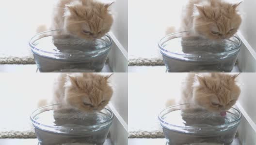 波斯猫在家里喝水的动作与过白曝光背光高清在线视频素材下载