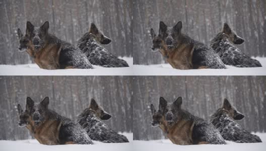 牧羊犬。牧羊犬在雪地里奔跑高清在线视频素材下载