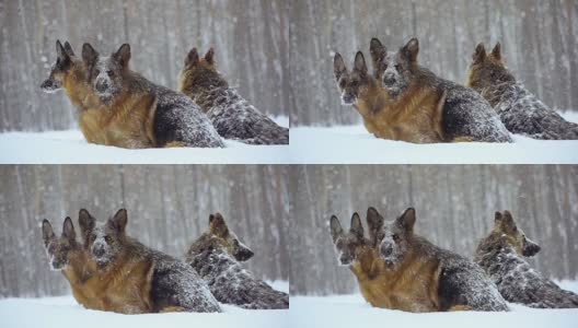 牧羊犬。牧羊犬在雪地里奔跑高清在线视频素材下载