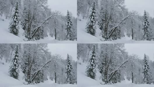 冬季森林公路上的特勒茨科湖岸边大雪高清在线视频素材下载