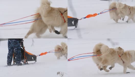 哈士奇雪橇犬队和狗手高清在线视频素材下载