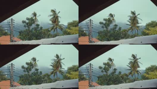 极端天气台风风暴使椰子树弯曲高清在线视频素材下载