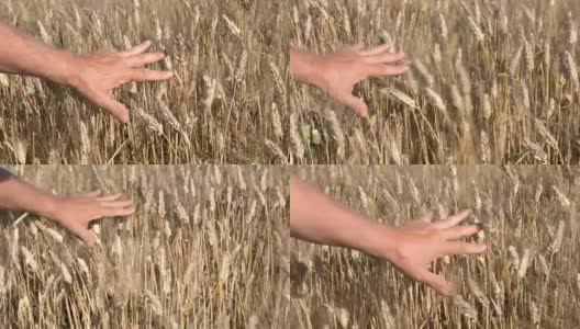 日落时，手摸着成熟的麦穗高清在线视频素材下载