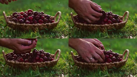 红色樱桃浆果的特写镜头，从篮子里拿起一只手站在绿色的草地上高清在线视频素材下载