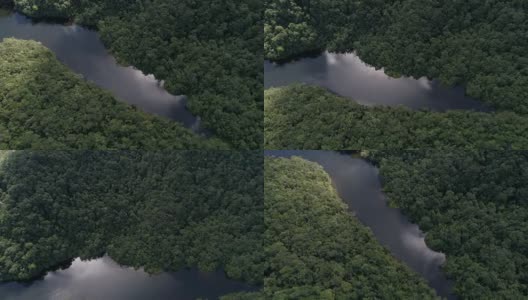 顶层视图的河流在热带雨林高清在线视频素材下载