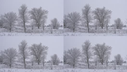 降雪。树。冬天。高清在线视频素材下载