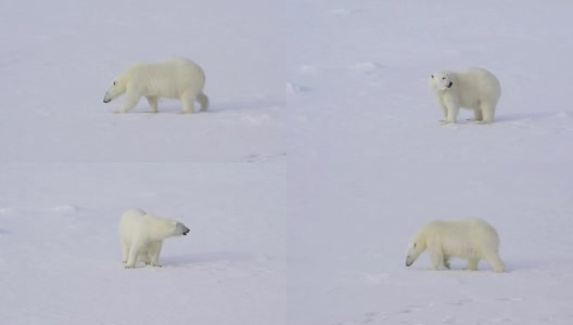 北极熊在北极的冰上行走。高清在线视频素材下载