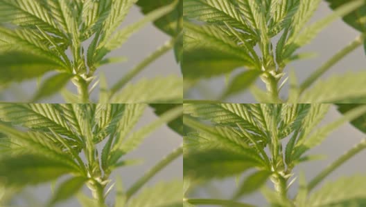 大麻植物大麻高清在线视频素材下载