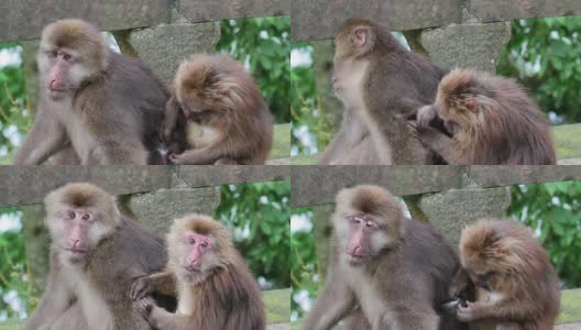 猴子高清在线视频素材下载