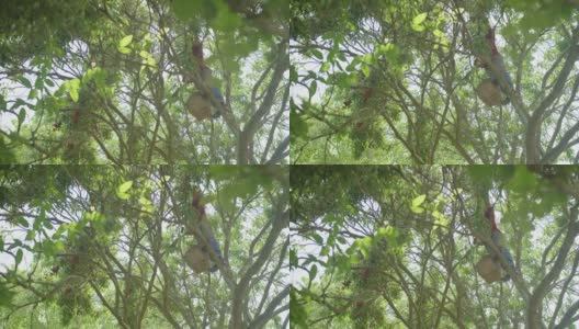 低角度看亚洲农民工人男子工作收获新鲜的热带水果成熟的红色荔枝挂在树上与篮子在泰国种植园花园高清在线视频素材下载