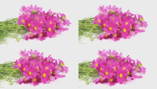 花束Kosmeya。花考斯米亚或花宇宙。是菊科一年生和多年生草本植物的一个属。高清在线视频素材下载