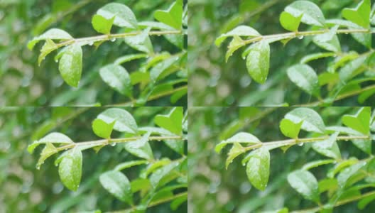 4K特写雨下在树上。白天，雨落在树叶上。小雨落在小树上。绿色自然的概念。高清在线视频素材下载