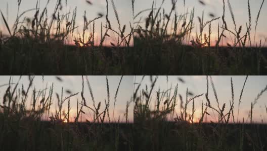 近距离全景拍摄野生草的黄色耳朵在夕阳的光线。日落时，干草在风中摇曳。黎明后山野草地的景色。自然、自由、生活理念高清在线视频素材下载