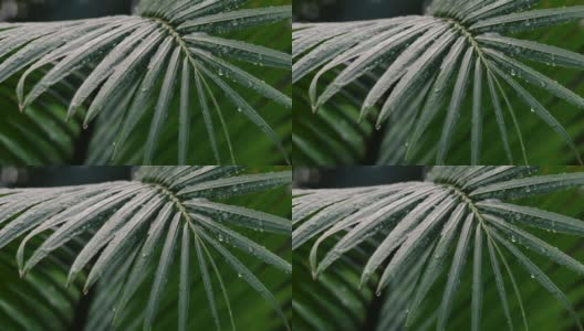 雨季，雨滴落在棕榈叶上高清在线视频素材下载