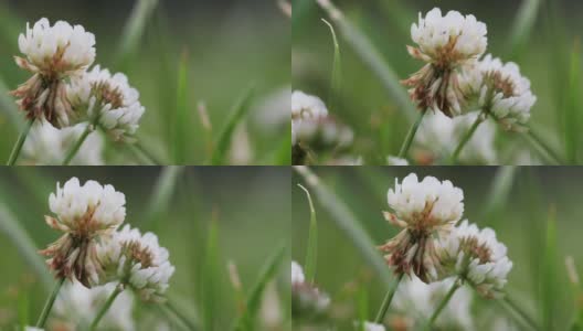 野生动物宏。三叶草花在绿色田野模糊的背景特写。自然背景。景观,自然,夏天。高清在线视频素材下载