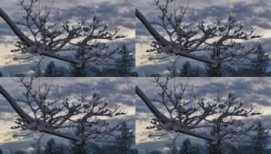 冬夜灯光下，树枝被雪覆盖高清在线视频素材下载