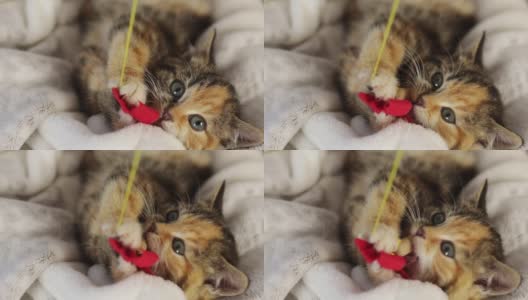 近景斑纹灰姜色多色小猫玩弄红色弓弦高清在线视频素材下载