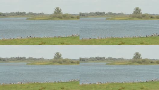 湖上的灰鹅和鸬鹚群(德国)高清在线视频素材下载