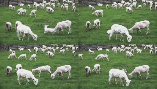 剪过毛的羊在围场里吃草高清在线视频素材下载