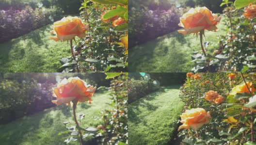 在夏日的玫瑰园漫步高清在线视频素材下载