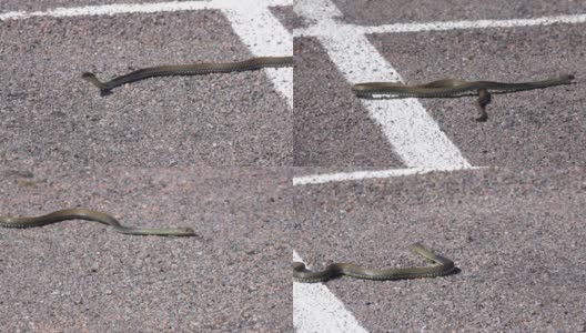 活草蛇在城市的人行道上高清在线视频素材下载