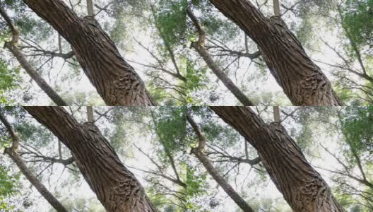 一棵有着不寻常树干的老树，变异了高清在线视频素材下载