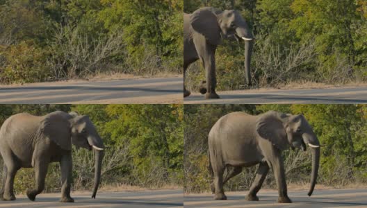 克鲁格国家公园里的非洲象高清在线视频素材下载