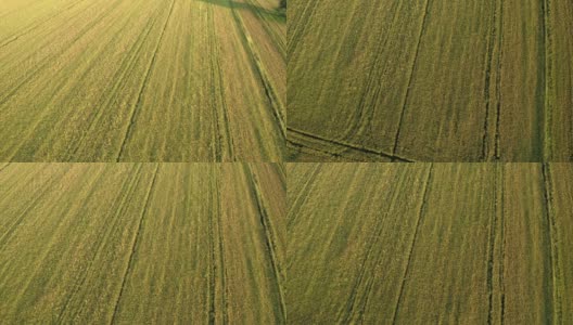 意大利北部令人惊叹的稻田高清在线视频素材下载