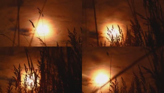 秋天的太阳和草的视频背景高清在线视频素材下载