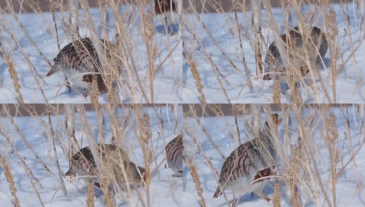 鸟-灰鹧鸪(Perdix Perdix)在雪中走在干燥的草地上，吃去年的种子。高清在线视频素材下载