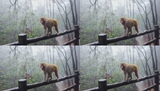 许多猕猴生活在中国的张家界高清在线视频素材下载