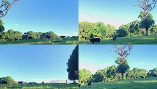 奶牛和小牛在澳大利亚农村高清在线视频素材下载