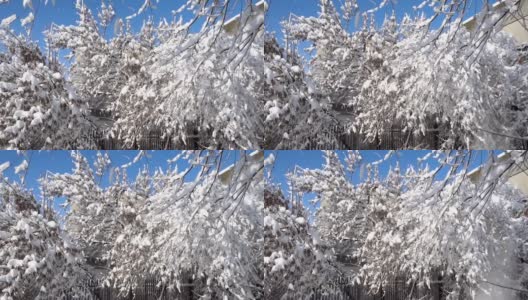 在一个阳光明媚的冬日里，树木被白雪覆盖的慢镜头。高清在线视频素材下载