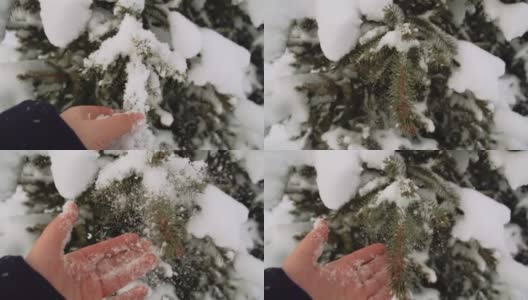 云杉枝与雪帽特写高清在线视频素材下载