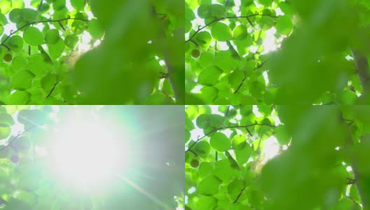 自然背景。阳光透过吹在树上的绿叶。模糊抽象的散景与太阳耀斑。阳光。夏日，美丽的绿色自然背景。公园4 K夏天的树叶高清在线视频素材下载