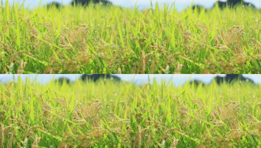 雨滴落在水稻植株上，日本乡村风光高清在线视频素材下载