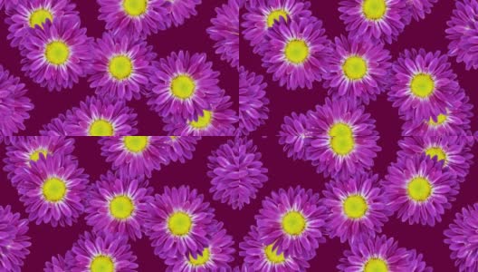 紫色背景上的菊花。无缝循环动画花卉图案高清在线视频素材下载