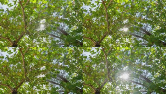 令人惊叹的底部向上低角度郁郁葱葱的绿色树叶树秋天的叶子与移动的云在阳光明媚的天空穿过热带雨林在热带夏天或春天阳光ray 4k cinemagraptimelapse高清在线视频素材下载
