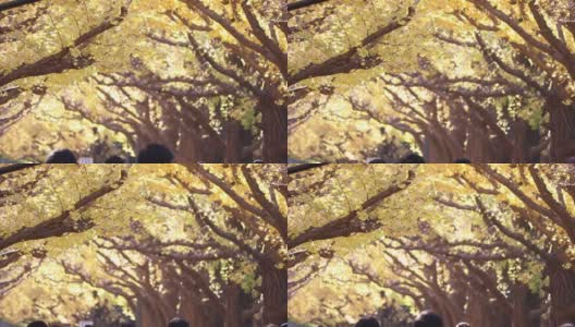 东京神宫码头区银杏树成行的街道高清在线视频素材下载