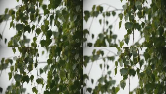 桦树的树枝上挂着树叶，风雨中摇曳高清在线视频素材下载