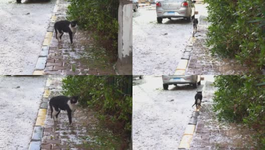赫尔格达冰雹风暴后街上的湿猫高清在线视频素材下载