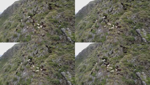 羊群在山上吃草高清在线视频素材下载