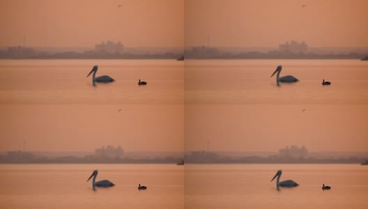 一只鹈鹕在印度的湖水里游泳的剪影。高清在线视频素材下载